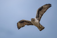 Circuit Ornithologique d'Aureille